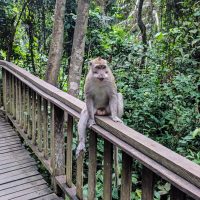 Ubud -65