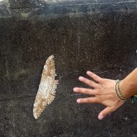 Look at the size of this butterfly!!