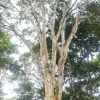 Admiring this beautiful tree planted by Glauco himself after buying this land!