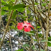 Hibiscus flower