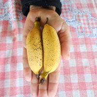 Apple banana, named this way because of they half crunchy texture