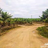 Banana trees all around