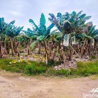 Banana trees all around