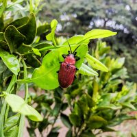 Red lily leaf beetle (I think)