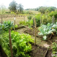 Vegetable garden