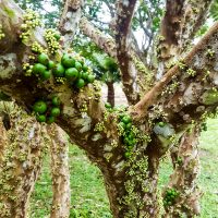 Jabuticaba! Not yet mature unfortunately but we got to enjoy some great home-made jam!