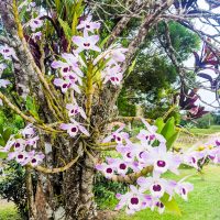 Beautiful orchids