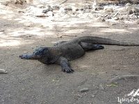 In a matter of minutes we see the first Komodo Dragon. Komodo Island, Komodo National Park.