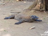 The Komodo dragon is very impressive. Komodo Island, Komodo National Park.