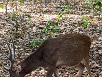 One of the food source for the Komodo Dragons on the island are the deers.