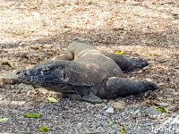 One Komodo Dragon getting a bit annoyed with the activity near him.