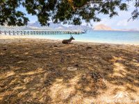 A deer is relaxing by the sea on the island of Komodo. Not an easy life with all the Komodo Dragons around.