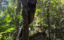 Look what we saw on the way? A cute Marmoset!