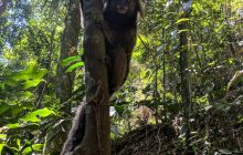 Look what we saw on the way? A cute Marmoset!