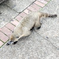 Coati looking for food