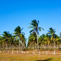 Coconut plantations!