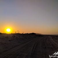 Palm trees and sand dunes