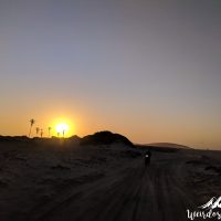 Palm trees and sand dunes