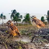 Cute owls!