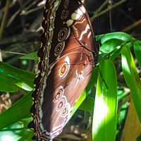 A Morpho butterfly: its wings are blue inside!