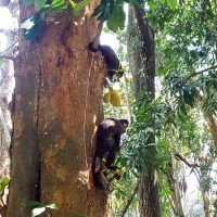 Curious capuchin monkeys!