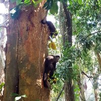 Curious capuchin monkeys!