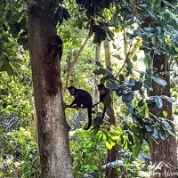 Friends! Capuchin monkeys!