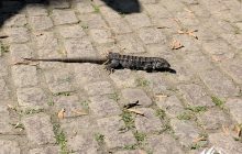 Lizard Tropidurus in Parque Lage