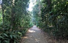 trail to Corcovado