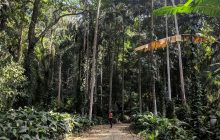 Parque Lage - Rio de Janeiro - enjoying the nature