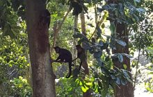 Monkeys in the trees of Parque Lage