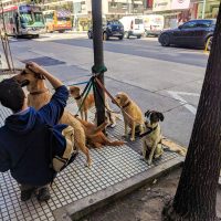 This dog like his walker!