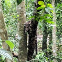 Coati in a tree