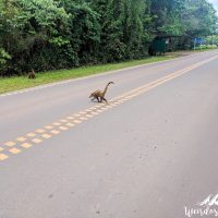 Coatis crossing