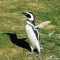 Punta Arenas: stopping for Penguins