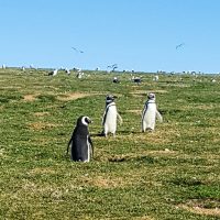 Punta Arenas -29